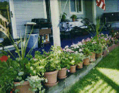 Patio Flowers