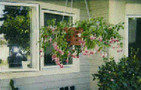 Hanging Basket